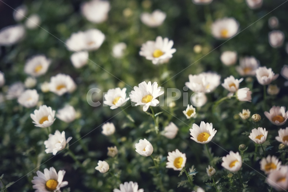 보케,아웃포커싱,봄,향기,꽃,봄,계절,spring,season,식물,자연,plants,nature,꽃,flower,감성,sensible,feeling,plant,blossom,daisy,데이지,daisies