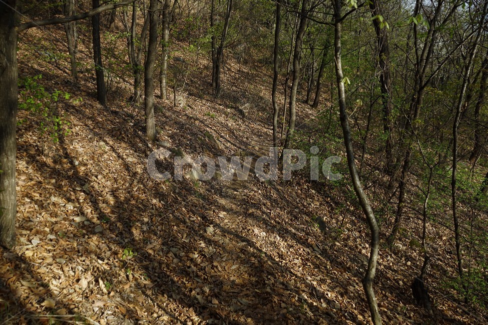 나무그림자,자연,ground,숲,길