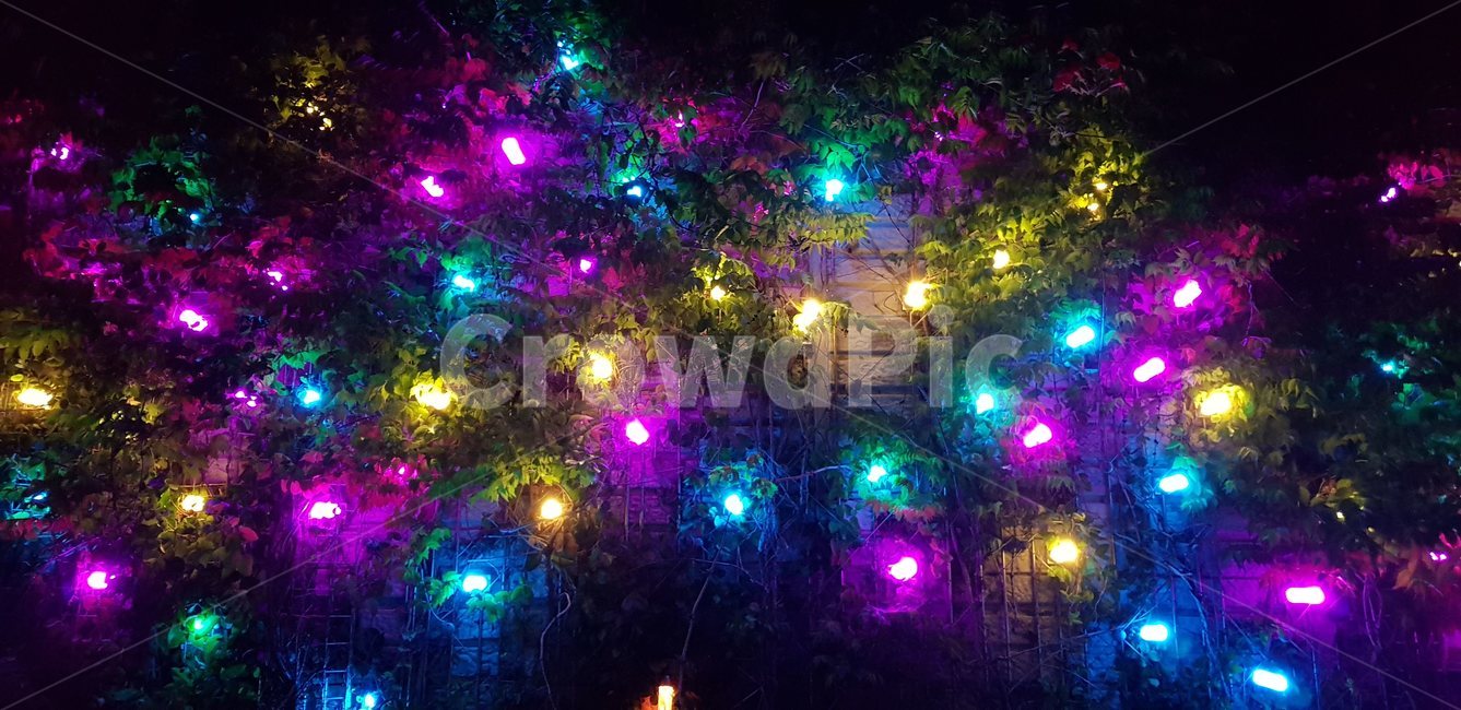 불빛,알록달록,빛,전구,핑크,파랑,노랑,야경,밤,풍경,nightscape,night,landscape,light,flare,플레어,christmas tree,크리스마스 트리,ornament,장식,tree,나무,plant,식물