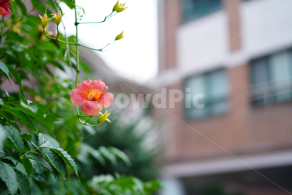 능소화,꽃,컬러,색감,주황,생명,식물,생물,flower,식물,자연,plants,nature,꽃,flower