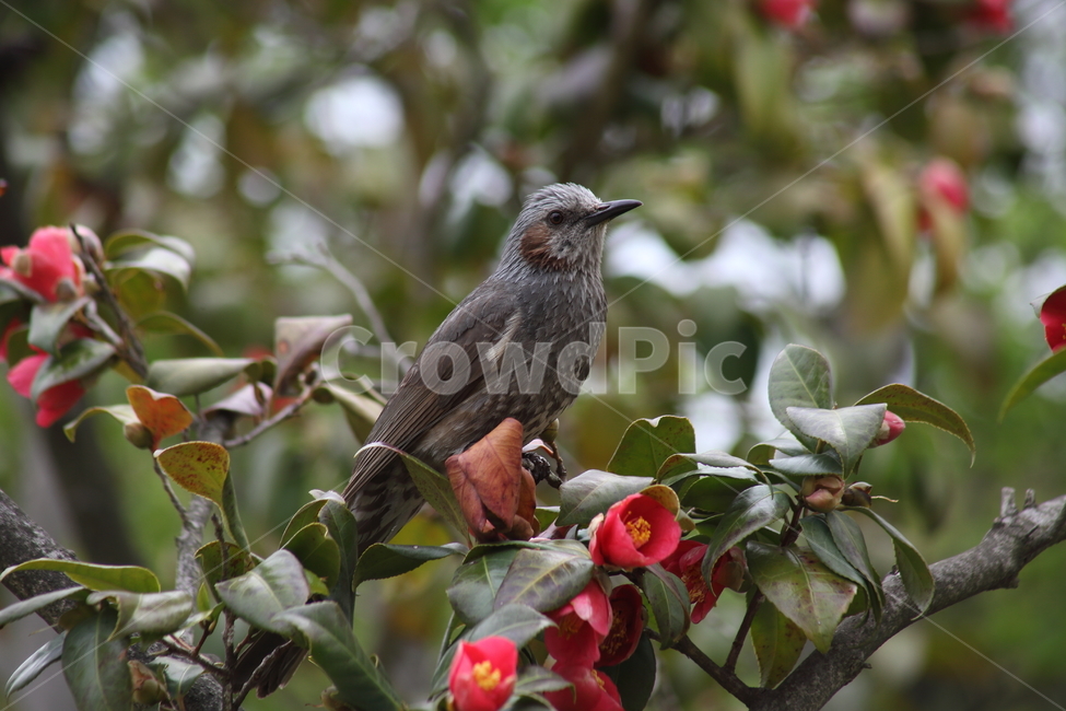 동백,직박구리,꽃,brownearedbulbul,camellia,동백꽃,Camelliajaponica