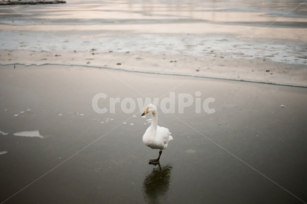 거위,오리,백조,고니,새,흰새,goose,얼음,호수,겨울,겨울풍경,lake,얼어붙은,winter,추위,춥다,조류,필름,film,감성,감성사진,해변,바다,beach,sea,동물,animal,조류,새,birds,감성,sensible,feeling