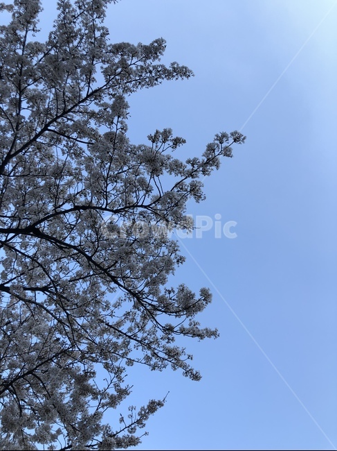 하늘,봄,봄하늘,벚꽃,맑음,sky