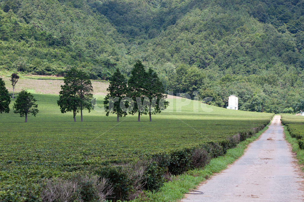 들,field,시골길,오솔길,자연,풍경,길,자연,풍경,nature,landscape
