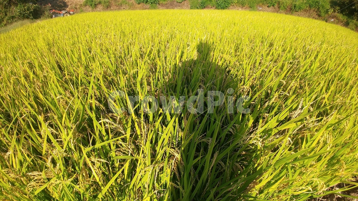 그림자,논,벼,쌀,가을