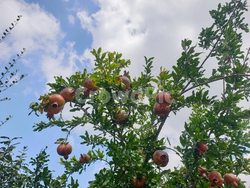 식물,과일,석류,음식,자연,구름,하늘,맑은,빨간,푸른,파란,plant,fruit,food,pomegranate,nature,cloud,sky,red,clean,green,가을,fall,한국자연풍경,koreanaturelandscape,과일,열매,fruit