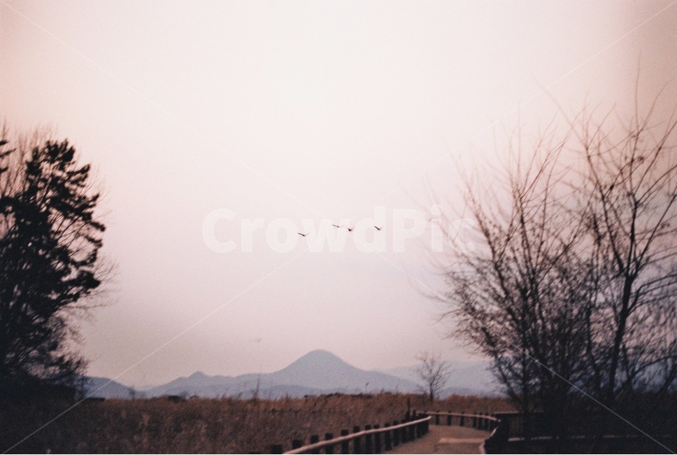 순천만습지,갈대밭,전망대,필름카메라,노을,film,하늘,겨울,landscape,풍경,경관,구름,cloudy