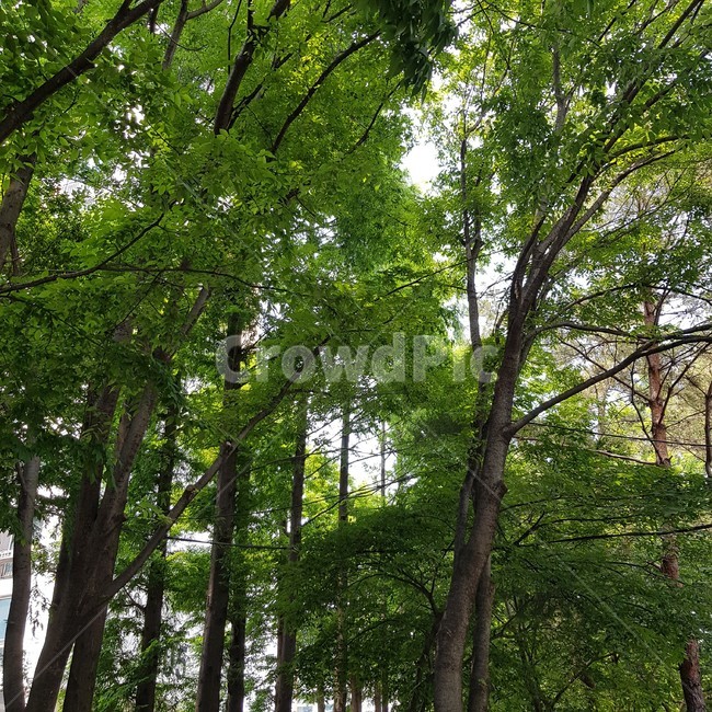 하늘,숲,나무,청량,명소,건강