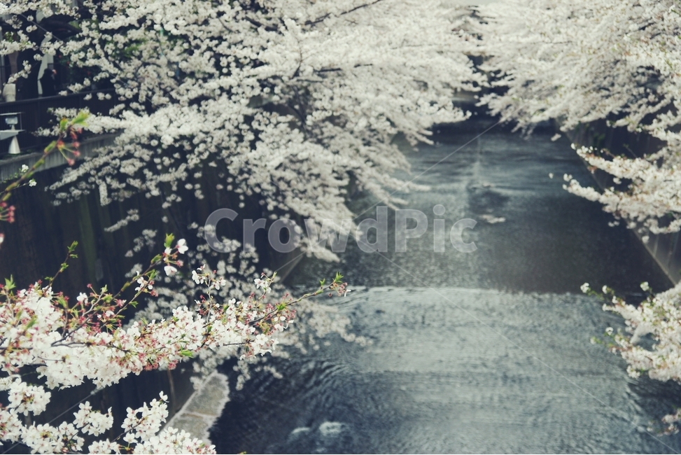 벚꽃,벚나무,cherryblossom,cherry,봄,spring,white,화이트,꽃,flower,봄,계절,spring,season,자연,풍경,nature,landscape,감성,sensible,feeling,plant,식물
