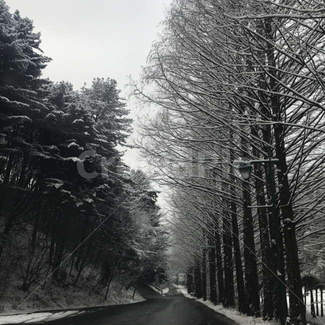 설경,겨울,나무,도로,풍경,눈,자연,풍경,nature,landscape,겨울,계절,winter,season,road,asphalt,아스팔트