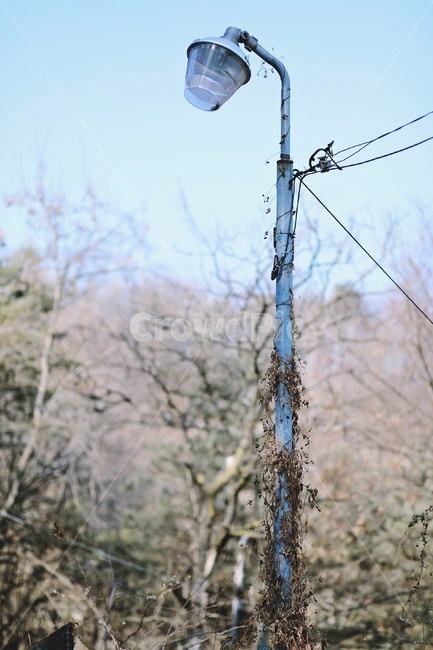 가로등,덩굴,나무,streetlamp,streetlight,tree,creeper,식물,자연,plants,nature,빈티지사진,빈티지느낌,빈티지감성,vintage