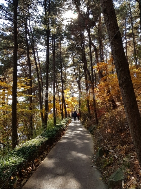 청남대,청남대단풍,단풍나무,단풍잎,맑은하늘,파란하늘,하늘,단풍길,노란단풍