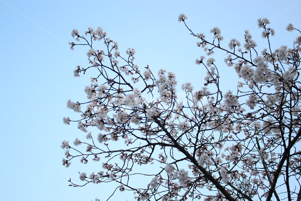 벚꽃,cherryblossom,봄,spring,벚나무,봄맞이,가지,꽃나무,cherryflower,cherrytree,하늘,sky