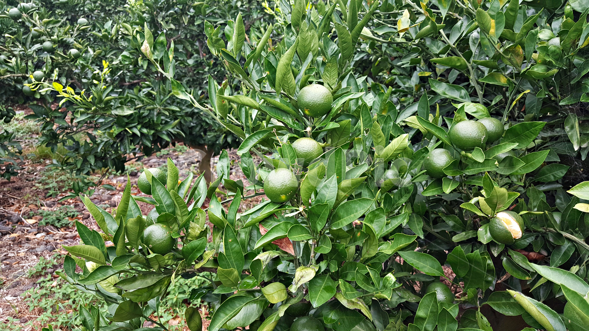 청귤,귤,감귤,plant,식물,fruit,과일,food,음식,감귤류과일