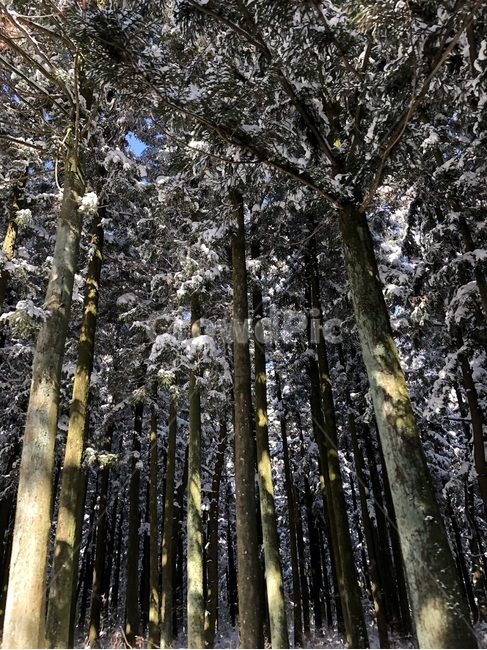plant,식물,tree,나무,숲속,눈내린,겨울,겨울눈,겨울풍경,숲,설경,겨울나무,snowtree,snow