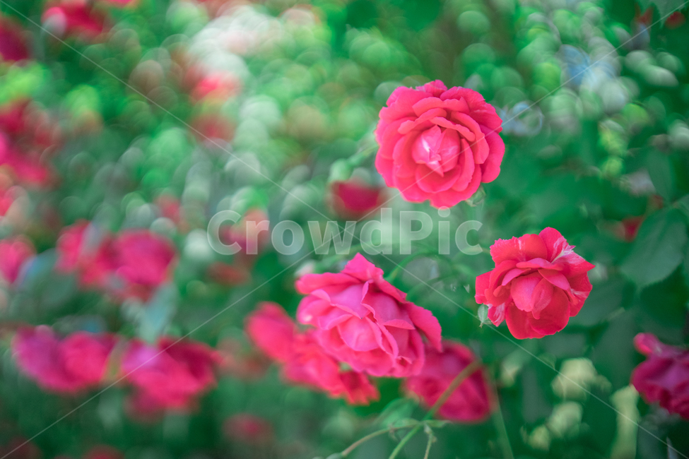 장미,하늘,분홍색,꽃잎,rose,식물,자연,plants,nature,꽃,flower