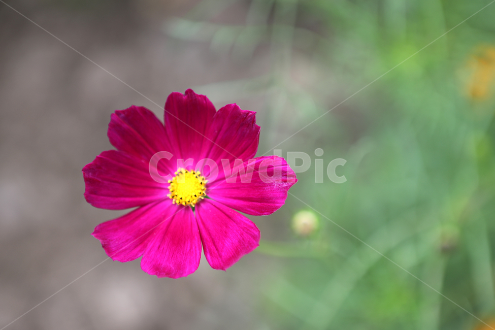 꽃,꽃밭,코스모스,자연,여름,풍경,가을,계절,fall,autumn,season,식물,자연,plants,nature,꽃,flower,petal,꽃잎,plant,blossom,geranium,제라늄