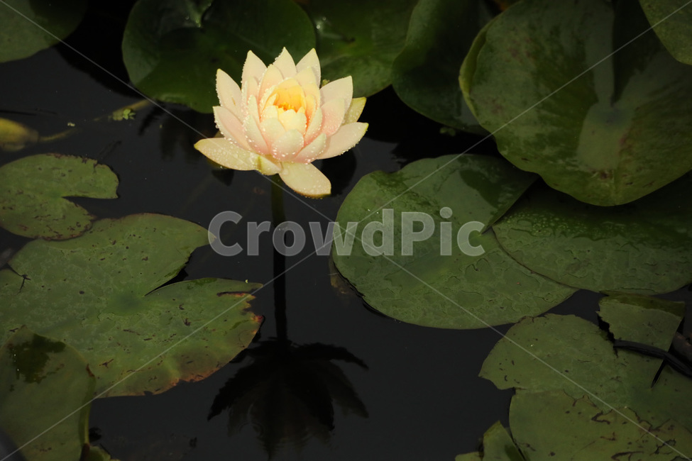 수련,노랑,신비,호수,청순,식물,자연,plants,nature,꽃,flower