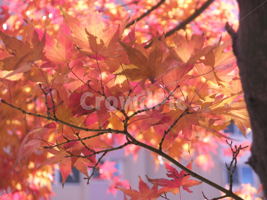 leaf,잎,plant,식물,tree,나무,maple,단풍,color,colorful,autumn,가을,가을,계절,fall,autumn,season,식물,자연,plants,nature