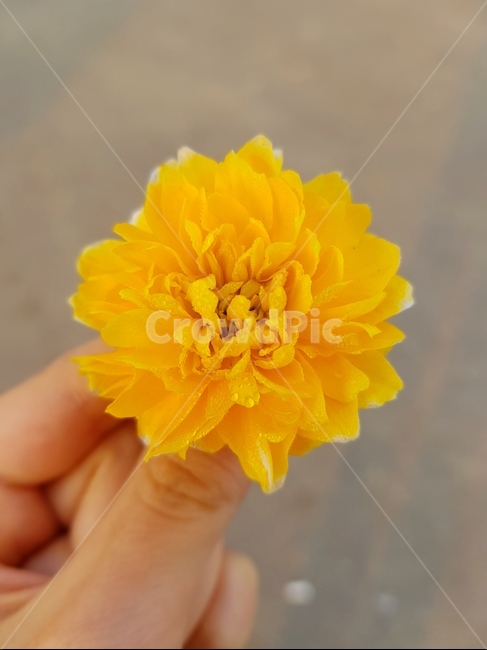 노랑색,꽃한송이,손,봄,flower