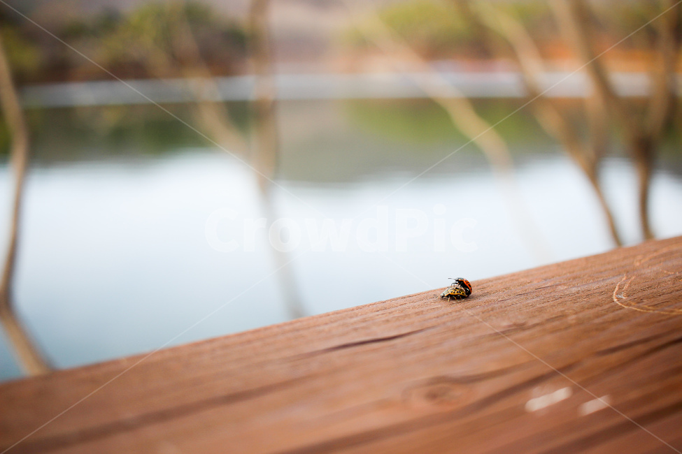hardwood,tree,wood,ladybug,lake,mating