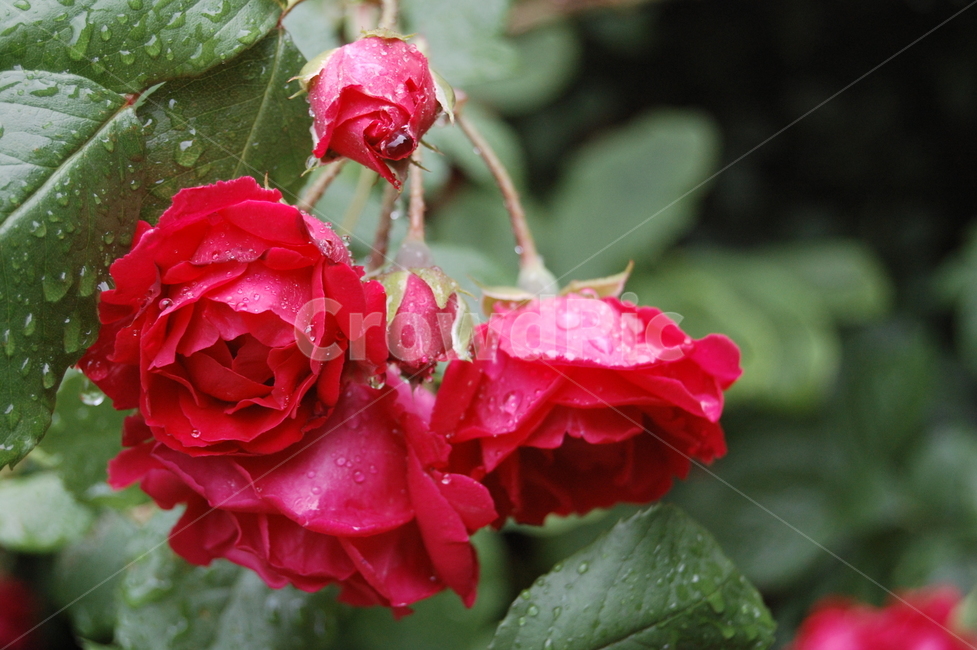 비,장미,장미꽃,roses,flower,rain,afterrain,식물,자연,plants,nature,꽃,flower
