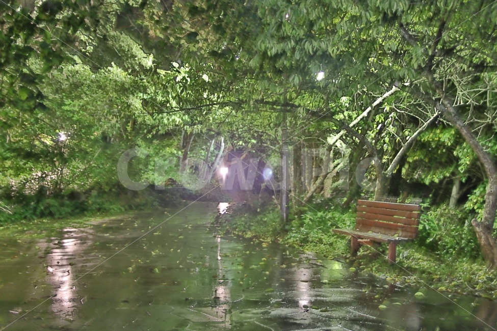 풍경사진,벤치,공원,비온후,의자,자연,풍경,nature,landscape,식물,plants,나무,trees,wood