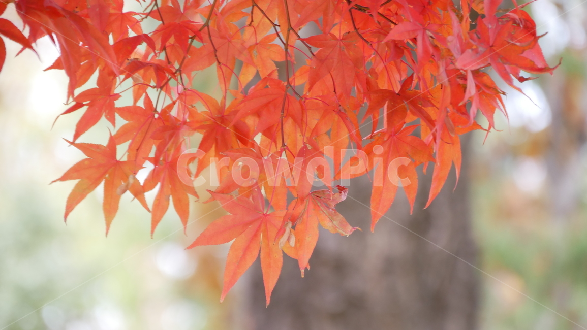 단풍,maple,나무,tree,식물,plant,잎,leaf,가을,계절,fall,autumn,season