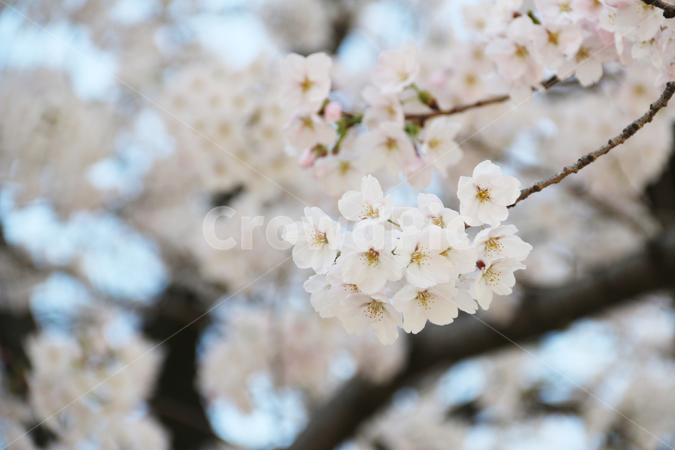 사쿠라,cherryblossom,봄,꽃,봄꽃,벚꽃,자연,봄,계절,spring,season,식물,자연,plants,nature,꽃,flower,plant,blossom