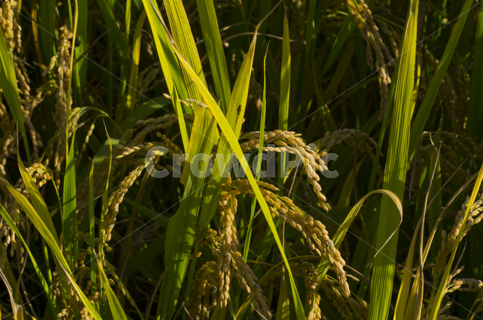 벼,쌀,가을,추수,곡식,scene,view,feeling,emotion,nature,landscape,season,풍경,감정,감성,자연,계절,뷰티,rice,ears,autumn,fall,접사,매크로,클로즈업,확대