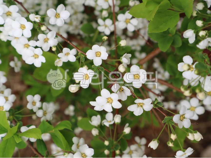 조팝나무,조팝꽃,poppyflower,poppytree,whiteflower,flower,bolssom