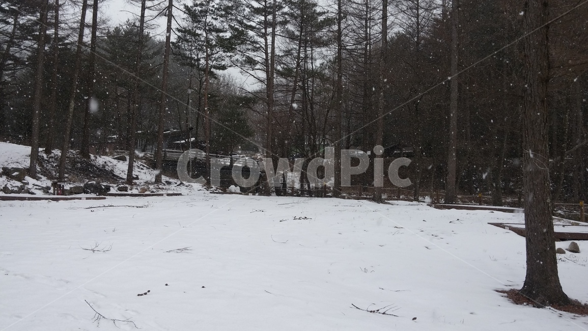 나무,눈,산,겨울,풍경,겨울,계절,winter,season
