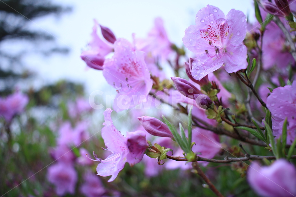 봄,비,봄비,철쭉,사라의기쁨,봄,계절,spring,season,식물,자연,plants,nature,꽃,flower,plant,blossom,geranium,제라늄