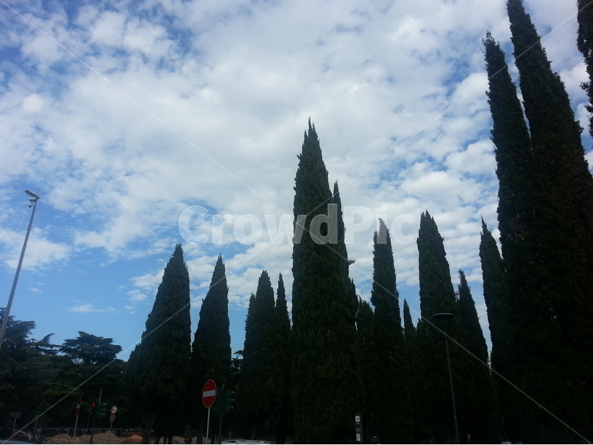 풍경,나무,구름,landscape,tree,cloud,자연,풍경,nature,landscape,식물,plants,나무,trees,wood,plant,fir,전나무