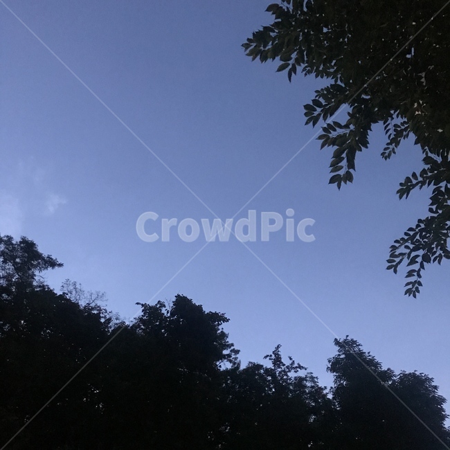 하늘,밤하늘,밤,나무,저녁,sky,tree,night,nightsky,evening