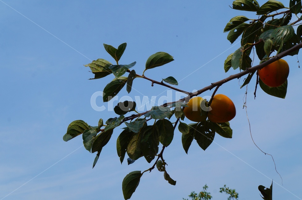 가을,감,가을하늘,가을풍경,과일,식물,자연,plants,nature,과일,열매,fruit