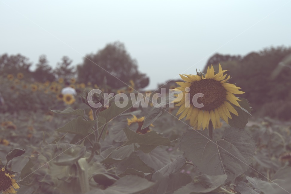 가을,외로움,쓸쓸함,찬바람,해바라기,sunflower,식물,자연,plants,nature,꽃,flower,감성,sensible,feeling