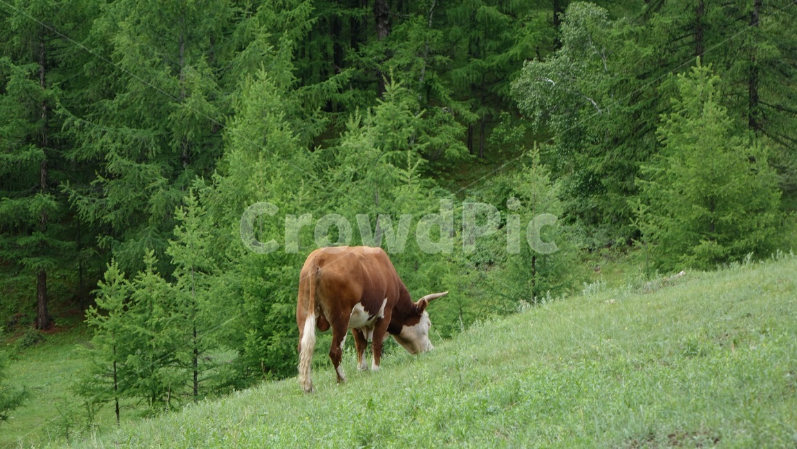 green,grass,field,그린,초록,풀밭,들판,자연,nature,grassland,들,cow,소,초원,초식동물
