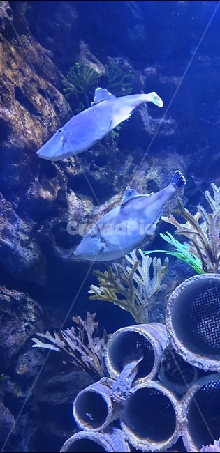 물고기,수족관,아쿠아리움,물속,바닷속,동물,animal,어류,물고기,fish