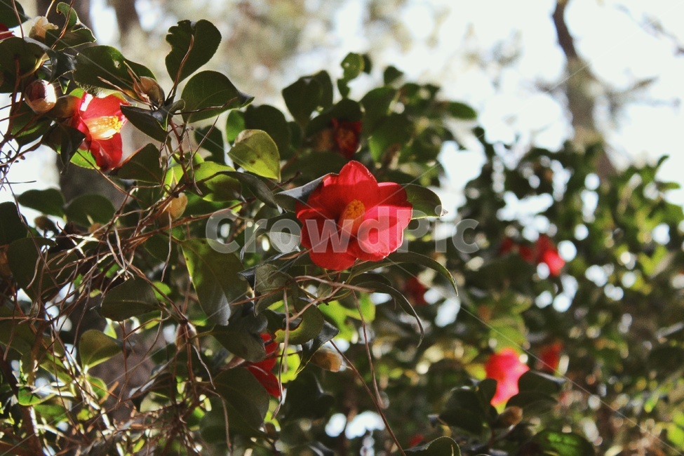 plant,식물,동백꽃,동백나무,꽃,flower,camelia,여수,nature,자연