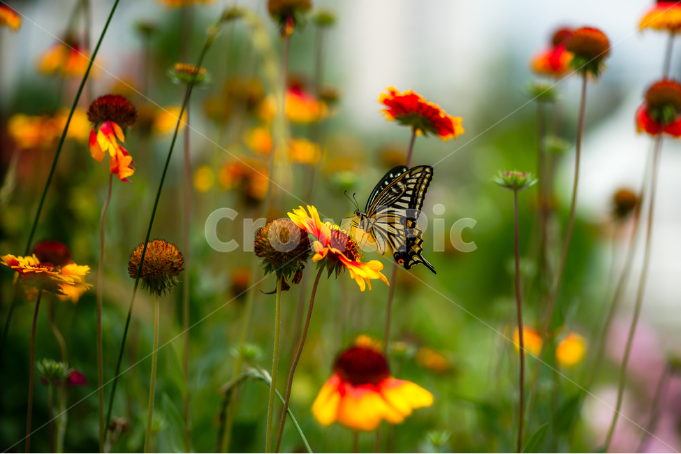 나비,꽃,곤충,자연,식물,fiower,식물,자연,plants,nature,꽃,flower,동물,animal,곤충,벌레,insect,bug
