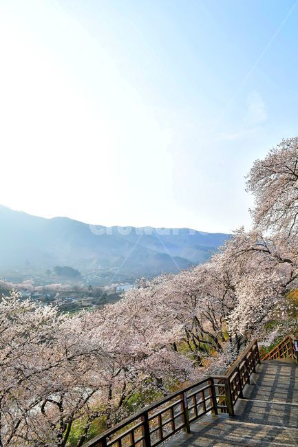 하동십리벚꽃길,벚꽃,벚꽃축제,하동,벚꽃시즌,풍경