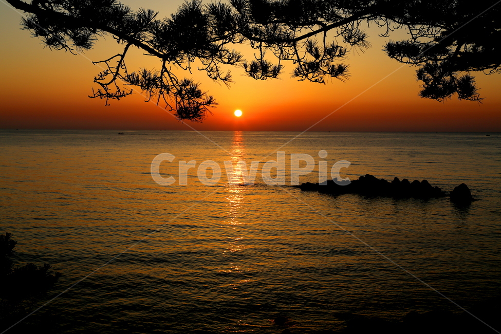 바다,동해,일출,풍경,소나무,자연,자연,풍경,nature,landscape,sunlight,햇빛,outdoors,옥외,light,빛,flare,플레어,sky,하늘,dusk,황혼,red sky,붉은 하늘,dawn,새벽,sunset,일몰