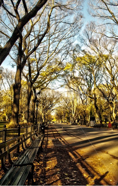 공원,파크,나무,길,path,park,tree,통로,오후,가을,그림자,벤치,bench,fall,autumn