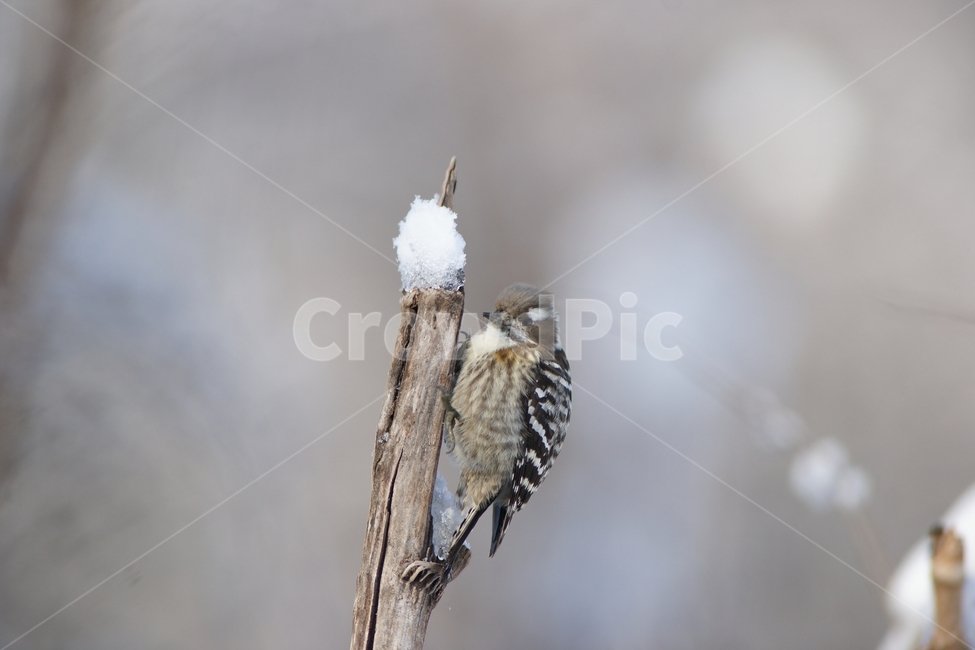 쇠딱다구리,겨울,조류,새,텃새,겨울,계절,winter,season,동물,animal,조류,새,birds