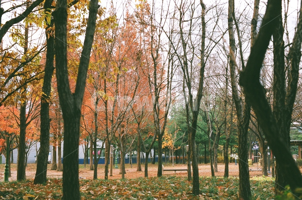 나무,tree,가을,단풍,필름,필름카메라,아날로그,낙엽,공원,fall