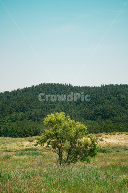 자연,풀,힐링,태안해안사구,나무,나무,trees,wood