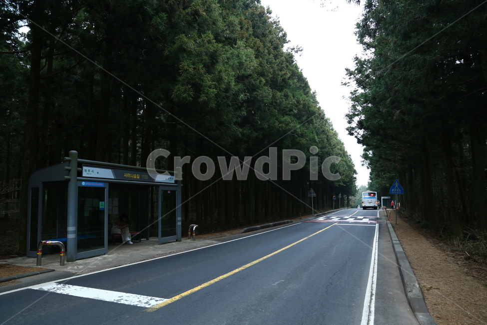 제주,사려니숲,드라이브코스,숲,제주숲,교통,교통수단,traffic,transportation,road,도로,asphalt,아스팔트,highway,고속도로,freeway,고속 도로