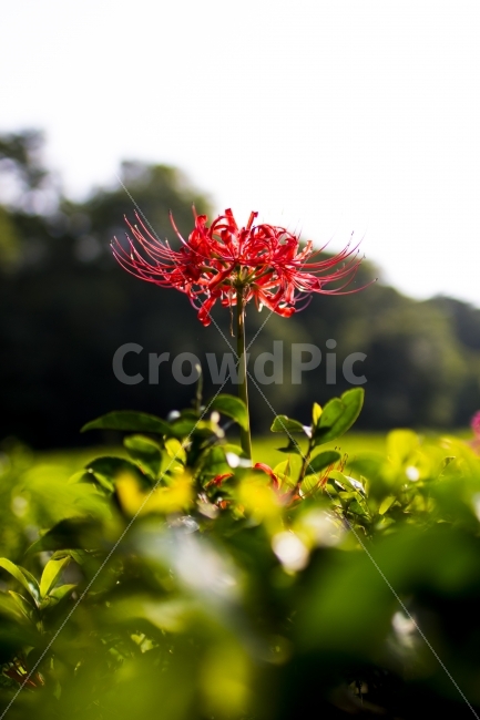 선운사,꽃무릇,상사화,꽃,식물,전라북도,고창,식물,자연,plants,nature,꽃,flower,휴식,힐링,rest,relaxation,healing