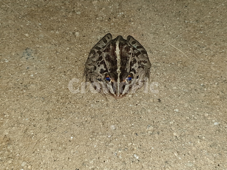개구리,토종개구리,양서류,동물,frog,animal,amphibian,batrachian